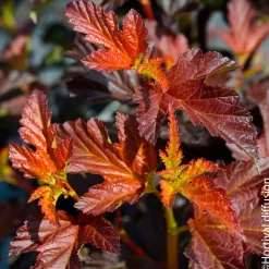 NA Physocarpus 'Black Light®' : pot 4,5L