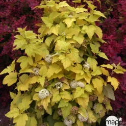 NA Arbres Et Arbustes|Plantes De Haies | Physocarpus opulifolius Angel Gold ® ' Minge ' C.O.V. : ctr 4 litres