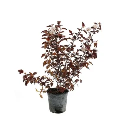 NA Arbres Et Arbustes|Plantes De Haies | Physocarpus opulifolius Diable d'Or ® ' Mindia ' c.o.v. : ctr 4.5 L