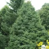 NA Épicéa de Serbie (Picea omorika) '' 20/25 : pot 3L New