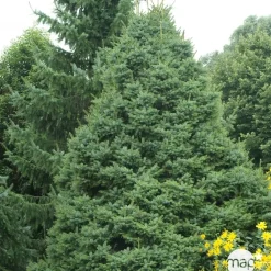 NA Épicéa de Serbie (Picea omorika) '' 20/25 : pot 3L New