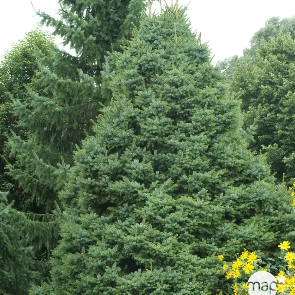 NA Épicéa de Serbie (Picea omorika) '' 20/25 : pot 3L New