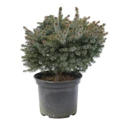 NA Épicéa de Serbie (Picea omorika) '' 20/25 : pot 3L New