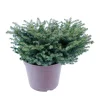 NA Conifères | Picea abies Nidiformis, H : 30/40 cm ctr 4L