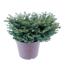 NA Conifères | Picea abies Nidiformis, H : 30/40 cm ctr 4L