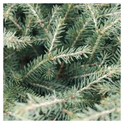 NA Conifères | Picea abies Nidiformis, H : 30/40 cm ctr 4L
