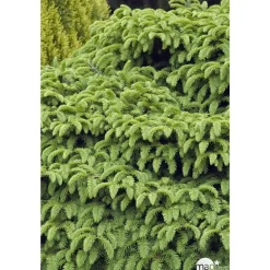 NA Conifères | Picea abies Nidiformis, H : 30/40 cm ctr 4L