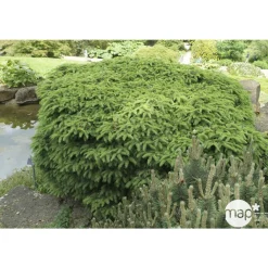 NA Conifères | Picea abies Nidiformis, H : 30/40 cm ctr 4L