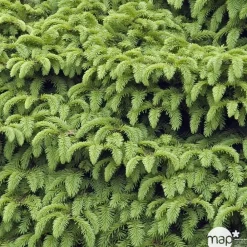 NA Conifères | Picea abies Nidiformis, H : 30/40 cm ctr 4L