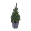 NA Conifères | Picea glauca Conica H : 40/50 cm ctr 4L