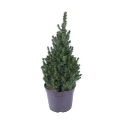 NA Conifères | Picea glauca Conica H : 40/50 cm ctr 4L