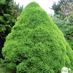 NA Conifères | Picea glauca Conica H : 40/50 cm ctr 4L