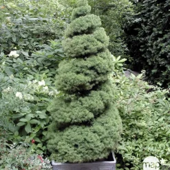 NA Conifères | Picea glauca Conica H : 40/50 cm ctr 4L