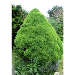 NA Conifères | Picea glauca Conica H : 40/50 cm ctr 4L
