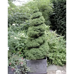 NA Conifères | Picea glauca Conica H : 40/50 cm ctr 4L