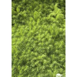NA Conifères | Picea glauca Conica H : 40/50 cm ctr 4L