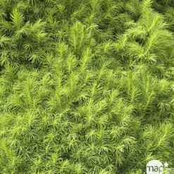 NA Conifères | Picea glauca Conica H : 40/50 cm ctr 4L