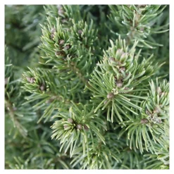 NA Conifères | Picea glauca Conica H : 40/50 cm ctr 4L
