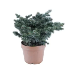 NA Conifères | Picea glauca Globosa : ctr 12 L