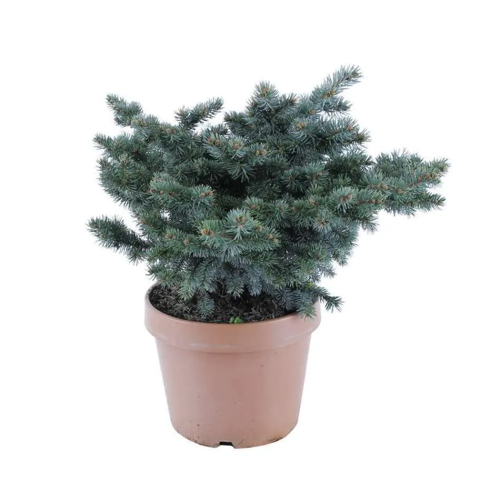 NA Conifères | Picea glauca Globosa : ctr 12 L