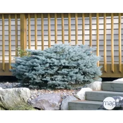 NA Conifères | Picea glauca Globosa : ctr 12 L