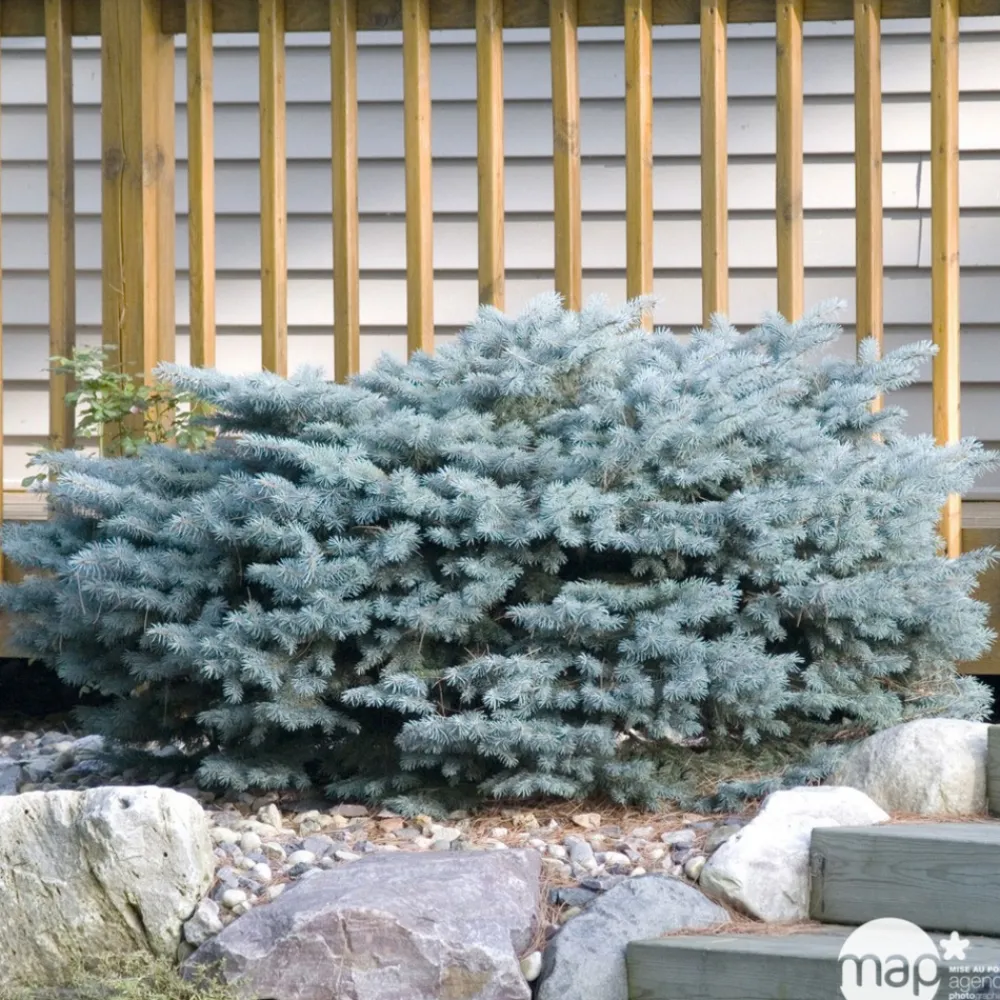 NA Conifères | Picea glauca Globosa : ctr 12 L
