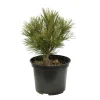 NA Pin de montagne mugo Hesse 20/30 : pot 3L Sale