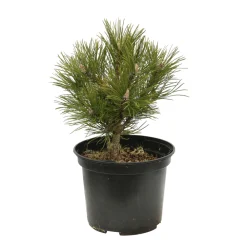 NA Pin de montagne mugo Hesse 20/30 : pot 3L Sale