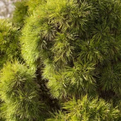 NA Conifères | Pin noir nigra Austriaca 20/30 : pot 3L