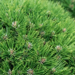 NA Pin noir (Pinus nigra) 'Marie Brégéon' 40/50 : pot 5L Best