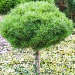 NA Pin noir (Pinus nigra) 'Marie Brégéon': pot 3L (mix 2) Clearance