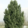 NA Conifères | Pin (Pinus cembra) 'Compacta Glauca' 20/30: pot 3L