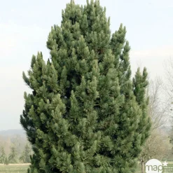 NA Conifères | Pin (Pinus cembra) 'Compacta Glauca' 20/30: pot 3L