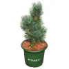NA Pinus cembra 'Glauca' - Pot 3,7L Clearance