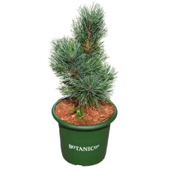 NA Pinus cembra 'Glauca' - Pot 3,7L Clearance