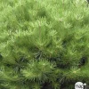 NA Pinus densiflora 'Alice Verkade' Discount