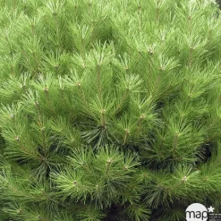 NA Pinus densiflora 'Alice Verkade' Discount