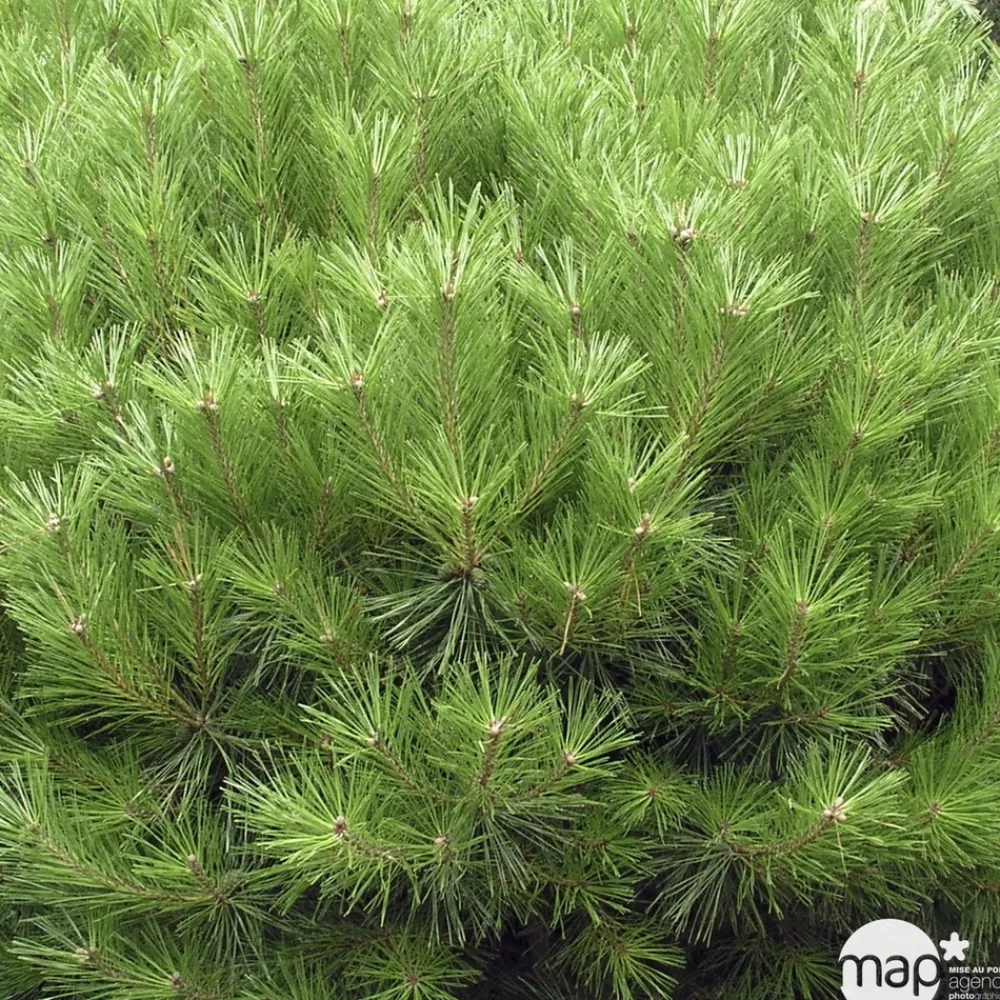 NA Pinus densiflora 'Alice Verkade' Discount