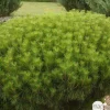 NA Conifères | Pinus densiflora Alice verkade : H 30/40 cm : ctr 4 L