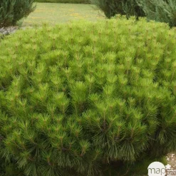 NA Conifères | Pinus densiflora Alice verkade : H 30/40 cm : ctr 4 L
