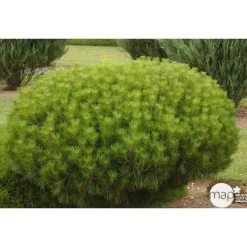 NA Conifères | Pinus densiflora Alice verkade : H 30/40 cm : ctr 4 L