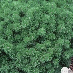 NA Conifères | Pinus mugo ' Gnom ' : hauteur 30/40 cm pot 6 litres