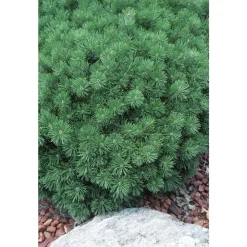 NA Conifères | Pinus mugo ' Gnom ' : hauteur 30/40 cm pot 6 litres