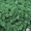 NA Conifères | Pinus Mugo Gnom H.30/40 cm : Pot 3L