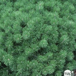 NA Conifères | Pinus Mugo Gnom H.30/40 cm : Pot 3L