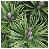 NA Conifères | Pinus mugo Mops : H 25/30 cm : ctr 4 L