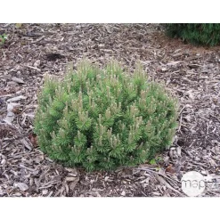 NA Conifères | Pinus mugo Mops : H 25/30 cm : ctr 4 L