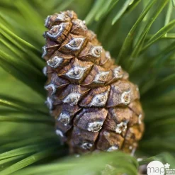 NA Conifères | Pinus mugo Mops : H 25/30 cm : ctr 4 L