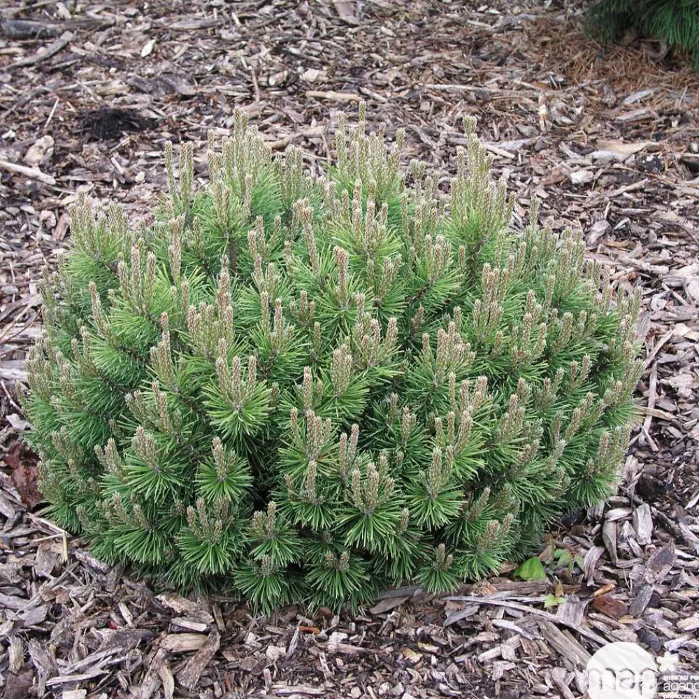 NA Conifères | Pinus mugo Mops : H 25/30 cm : ctr 4 L