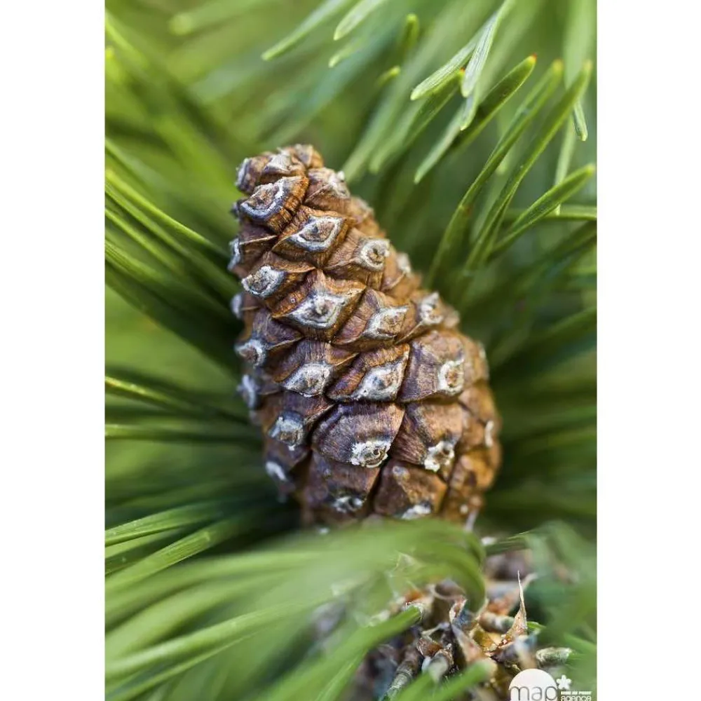 NA Conifères | Pinus mugo Mops : H 25/30 cm : ctr 4 L